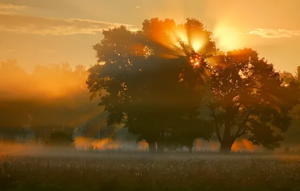 Field, light, nature, fog, tree, morning