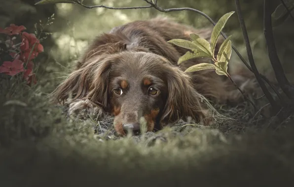 Picture grass, look, flowers, branches, nature, animal, dog, dog