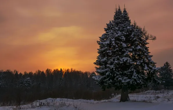 Winter, forest, the sky, snow, sunset, branches, tree, branch