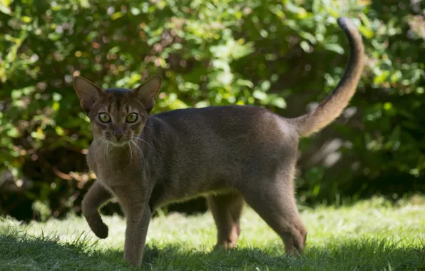 Picture cat, grass, look, Abyssinian