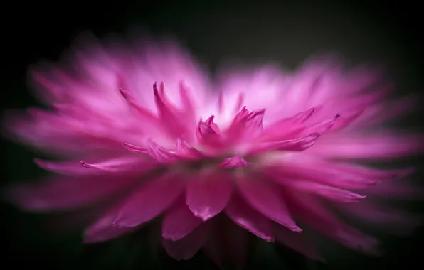 Flower, macro, pink, petals