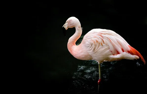 Pink, bird, Flamingo