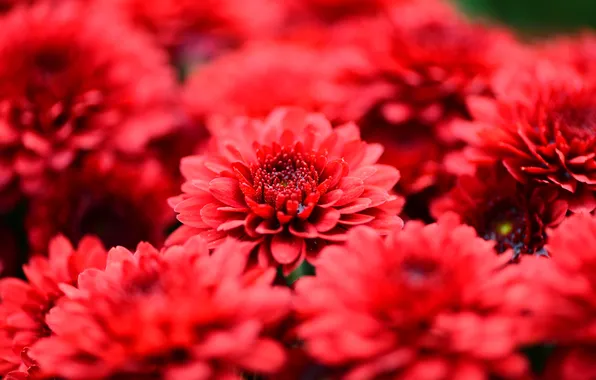 Picture macro, flowers, petals, red, chrysanthemum