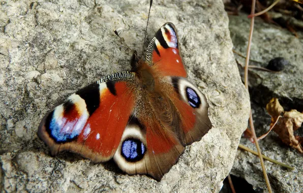 Butterfly, stone, blur, peacock, Peacock