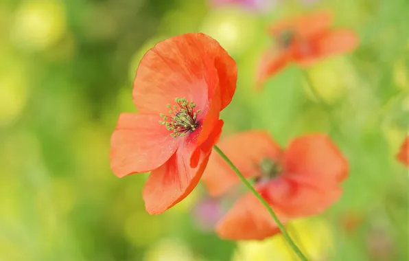 Picture field, flowers, red, Mac, Maki