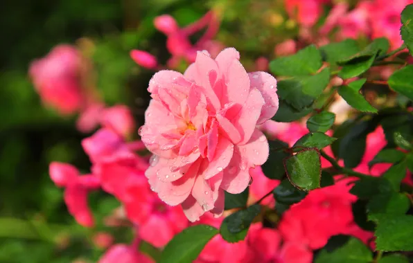 Picture flowers, pink, rose, beautiful