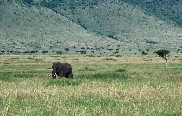 Picture nature, elephant, trunk