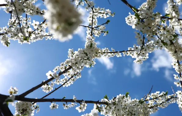 The sky, blue, spring, Sakura, flowering, sakura, twigs, Spring flowers