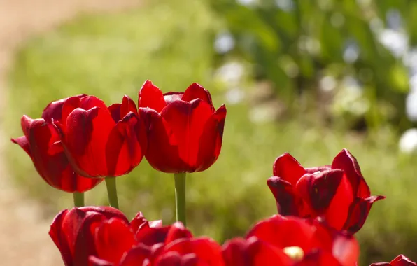 Summer, macro, flowers, red, nature, plant, tulips