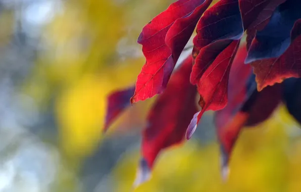 Leaves, branch, red, autumn