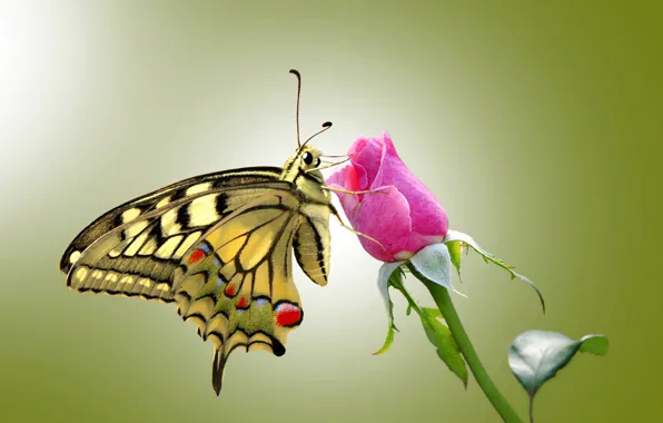 Eyes, butterfly, roses, wings, stem, rose, antennae, wings