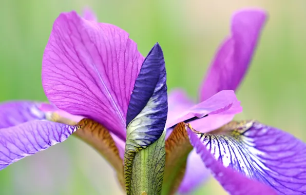 Macro, petals, iris