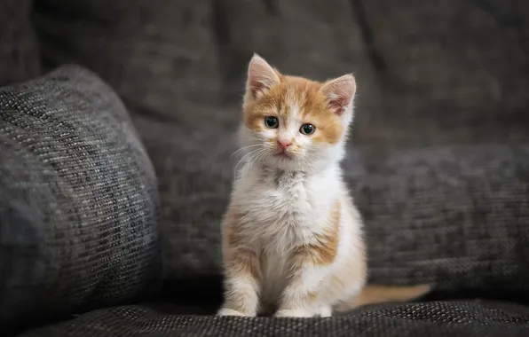 Cat, look, pose, kitty, sofa, red, grey background, face