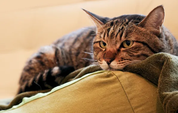 Cat, cat, look, face, grey, portrait, pillow, lies