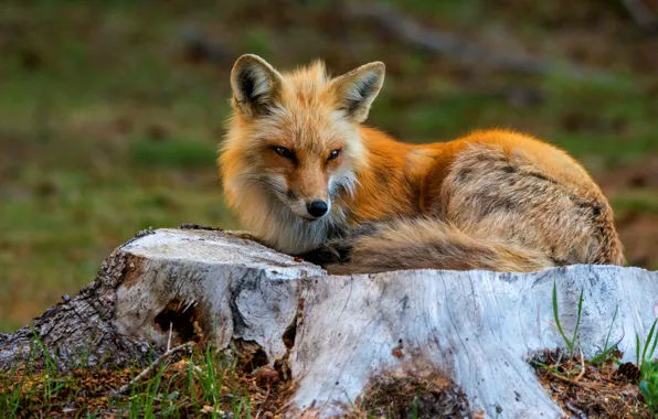 Picture lies, stump, Fox, fashion