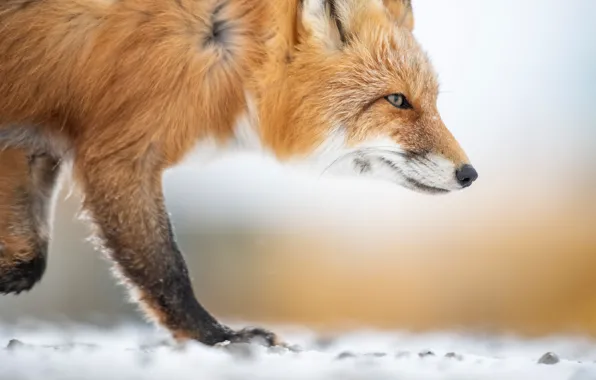Face, background, Fox, red