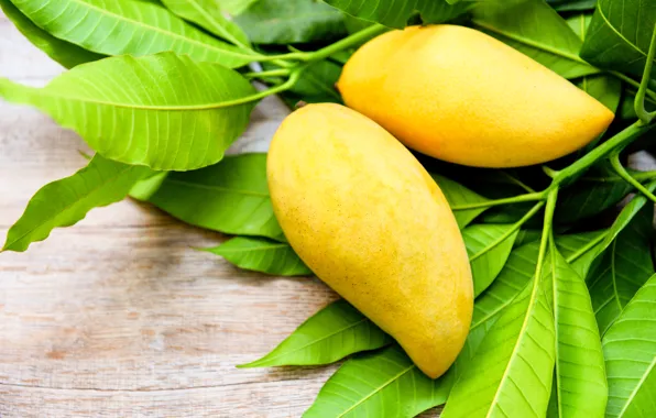 Leaves, yellow, mango, two