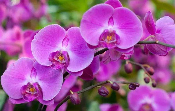 Macro, pink, Orchid