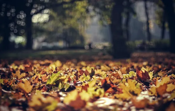 Autumn, leaves, Park, foliage, focus, Poland, bokeh, poland