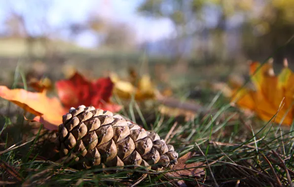Autumn, forest, glade, bump, Sunny day, yellow leaves