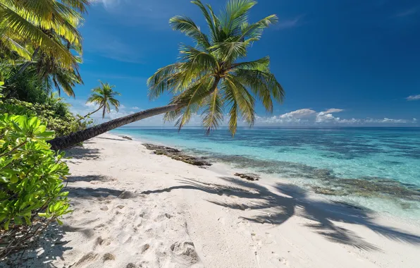 Wallpaper sea, beach, summer, palm trees, stay