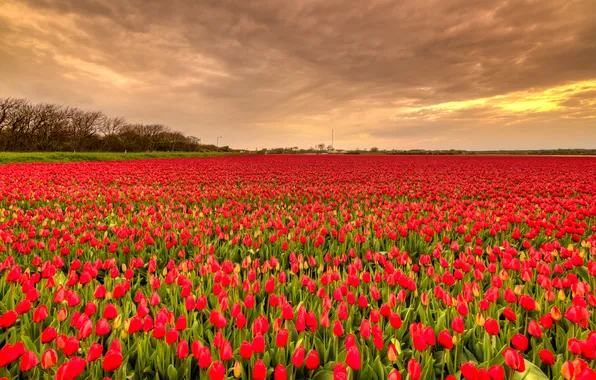 Field, the sky, clouds, trees, flowers, spring, dal, tulips