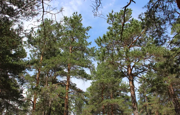 The sky, needles, branches, Summer, bark, Pine, tree