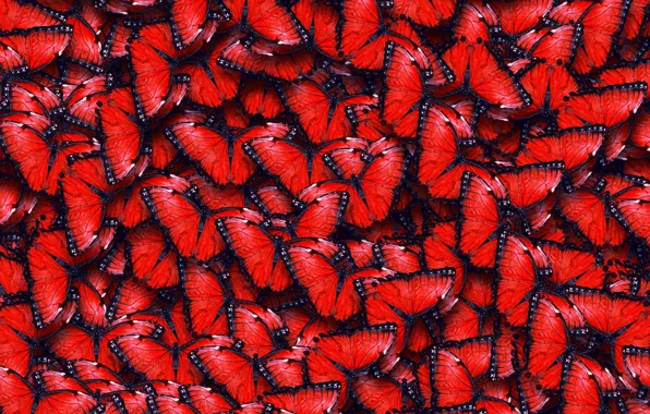 Texture, texture, red butterfly, butterflies