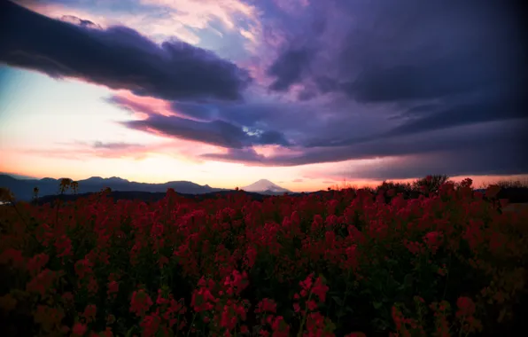 Picture field, summer, the sky, clouds, sunset, flowers, mountains, red