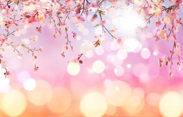 The sun, light, flowers, branches, cherry, glare, texture, spring