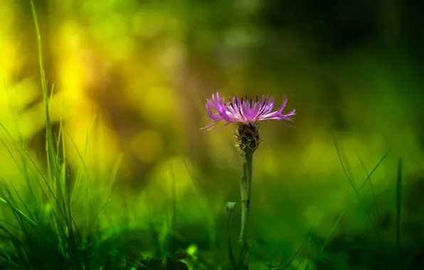 Picture greens, flower, grass, macro, glare, lilac, petals, blur