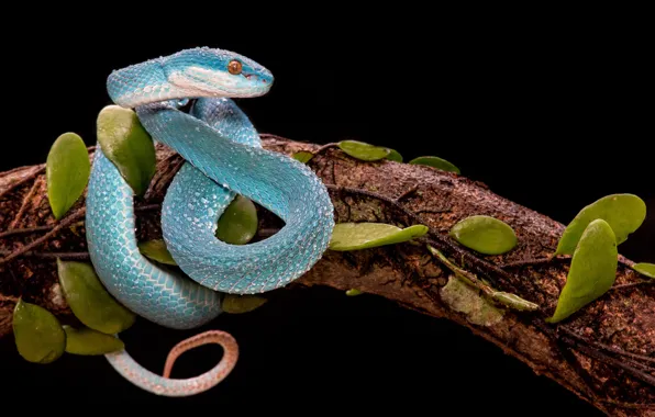 Nature, background, snake