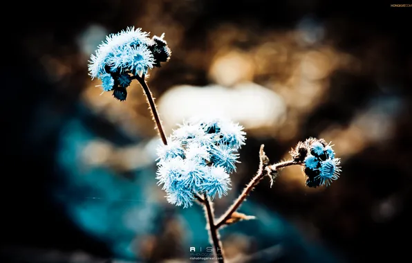 Picture flowers, nature, blue, Wallpaper