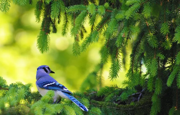 Nature, bird, spruce, branch