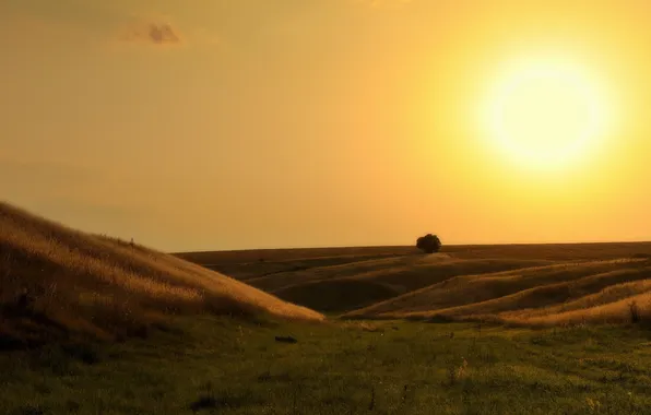 Field, light, landscape, sunset