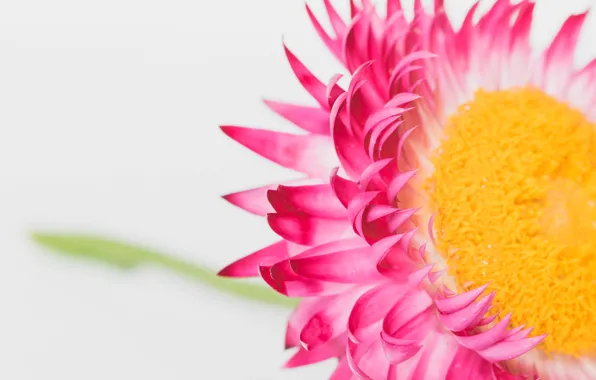 Picture macro, nature, petals, Helichrysum pritsvetnikovye