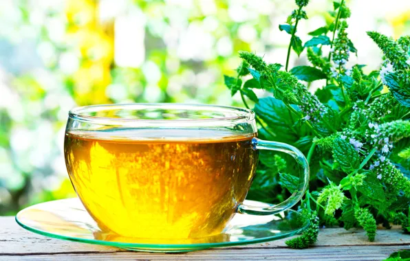Plant, Cup, Mint, Infusion, Herbal Tea