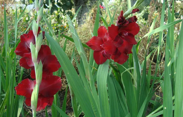 Flowers, red, gladiolus
