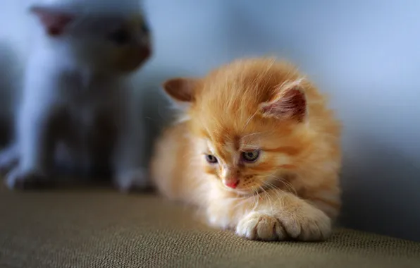 Cat, look, pose, kitty, background, blue, legs, baby
