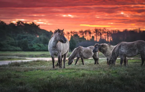 Field, sunset, horses