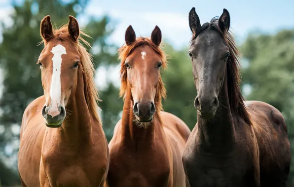 Horses, horse, trio