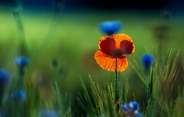 Light, red, Mac, Maki, green background, cornflowers