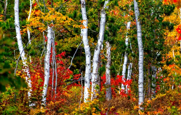 Autumn, forest, trees