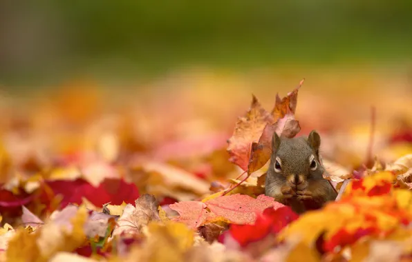 Picture autumn, protein, bokeh, fallen leaves