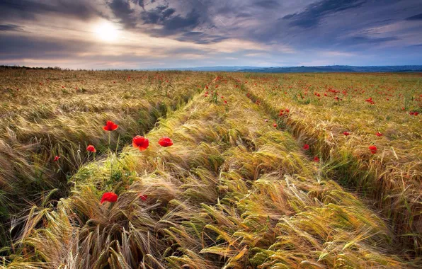 Wheat, field, Maki, spikelets