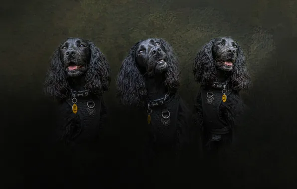 Dogs, portrait, dog, treatment, texture, collar, trio, light background