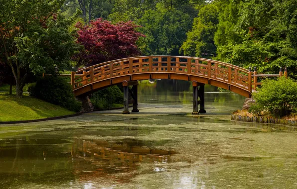Greens, the sun, trees, bridge, pond, Park, USA, Missouri Botanical Garden