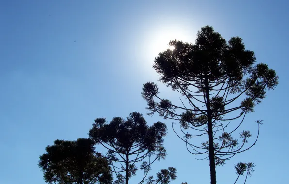 Sky, tree, sun, sunny day