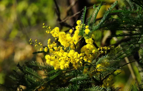 Leaves, flowers, branches, yellow, flowering, bokeh, acacia