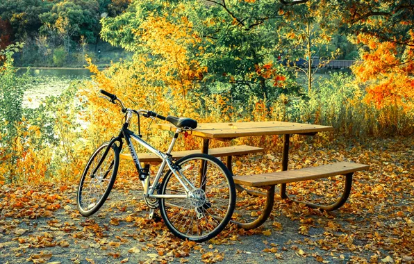 Picture autumn, leaves, branches, nature, bike, great, comfort, pond